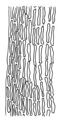 Macromitrium helmsii, basal laminal cells at margin.
 Image: R.C. Wagstaff © All rights reserved. Redrawn with permission from Vitt (1983). 